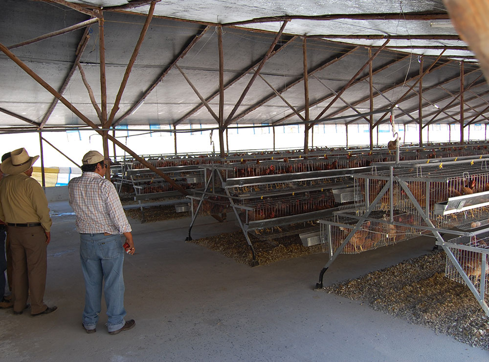 jaulas para ponedoras poultry