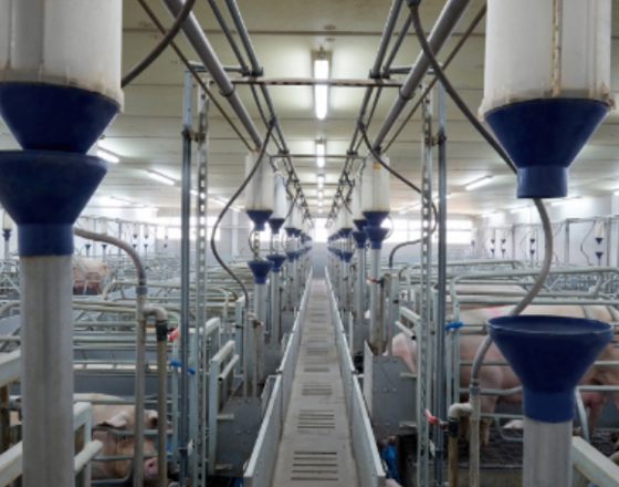 single-img-thirteen