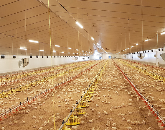 luces led poultry
