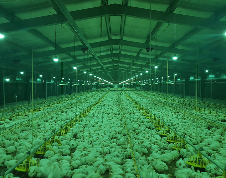 engorde poultry