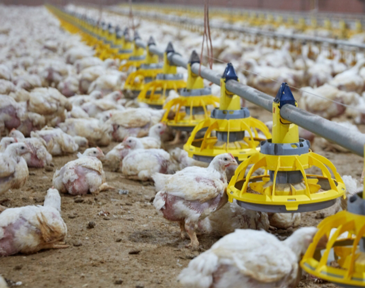pollos poultry